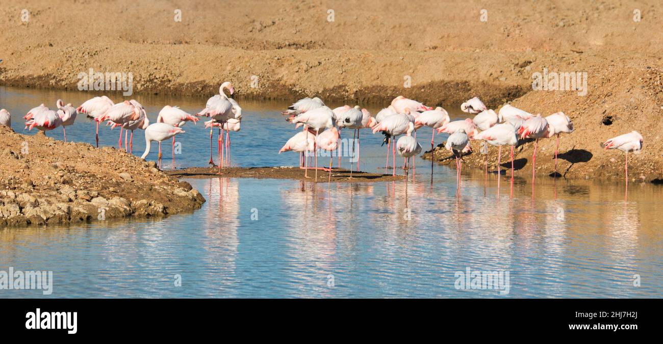 Un grande gruppo di fenicotteri che si aggirano in un torrente fluviale Foto Stock