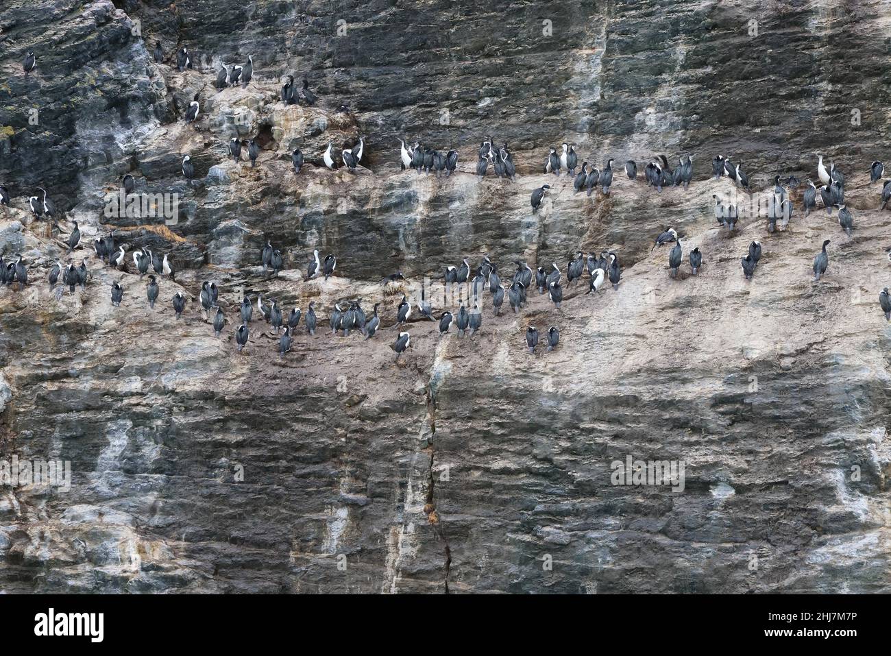 Colonia di Cormorani nel seno de ultima Esperanza, Cile Foto Stock