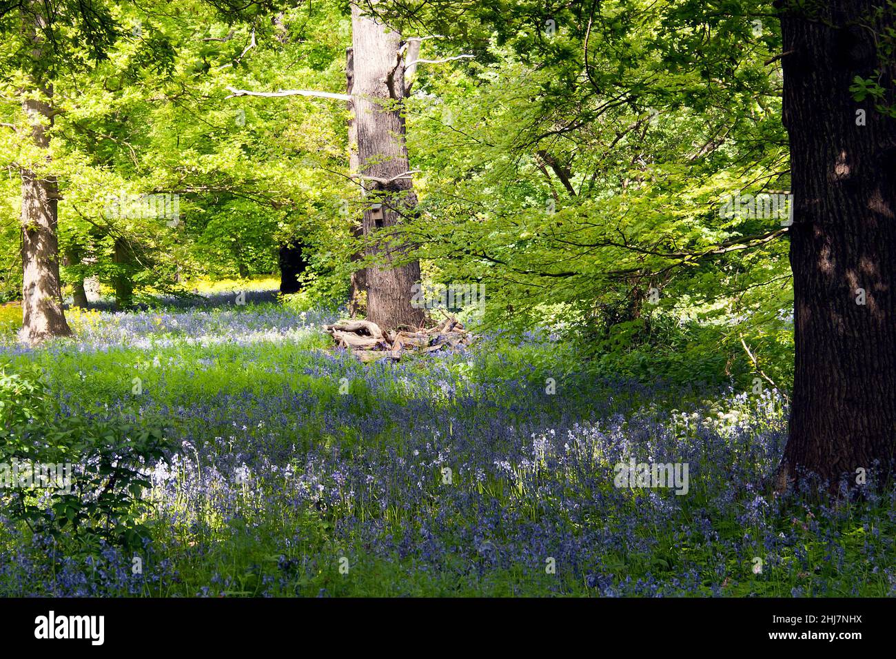 Spring Bluebells che cresce in una zona boschiva selvaggia dei Royal Botanic Gardens, Kew Foto Stock