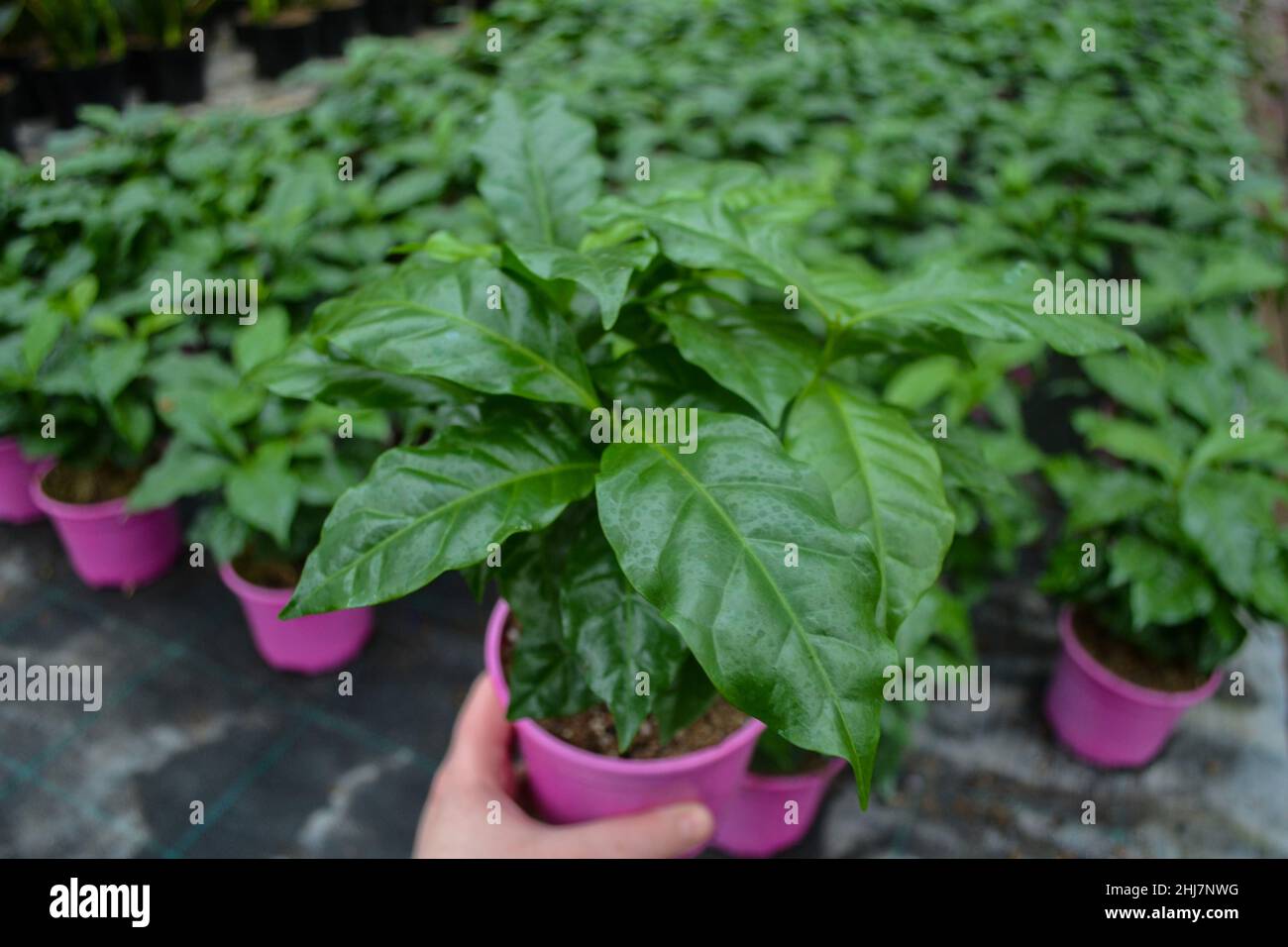 Una pentola rosa con una specie di pianta di caffè arabica è tenuto da qualcuno la mano. Piante di caffè della stanza dei bambini. Cibo biologico, giardino della città, mercato verde. Foto Stock