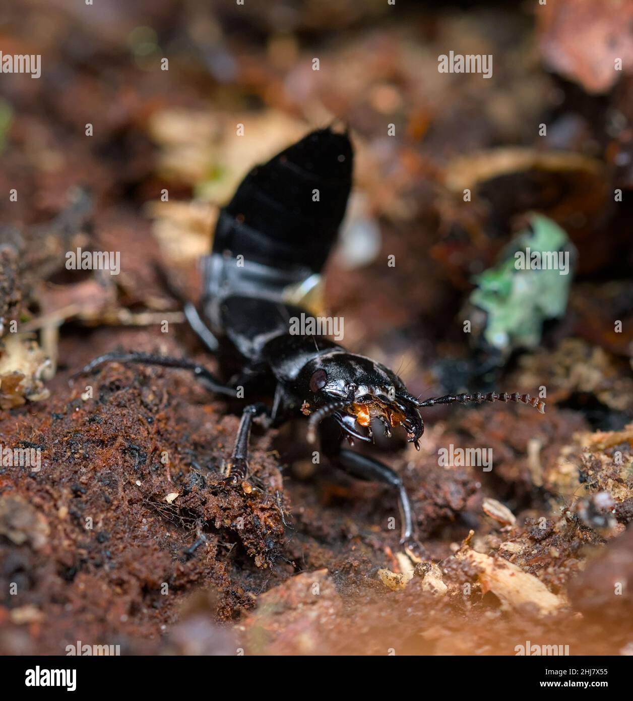 Diavoli Coach Horse Beetle, Staphylinus olens, strisciando attraverso la lettiera foglia con coda sollevata, New Forest UK Foto Stock