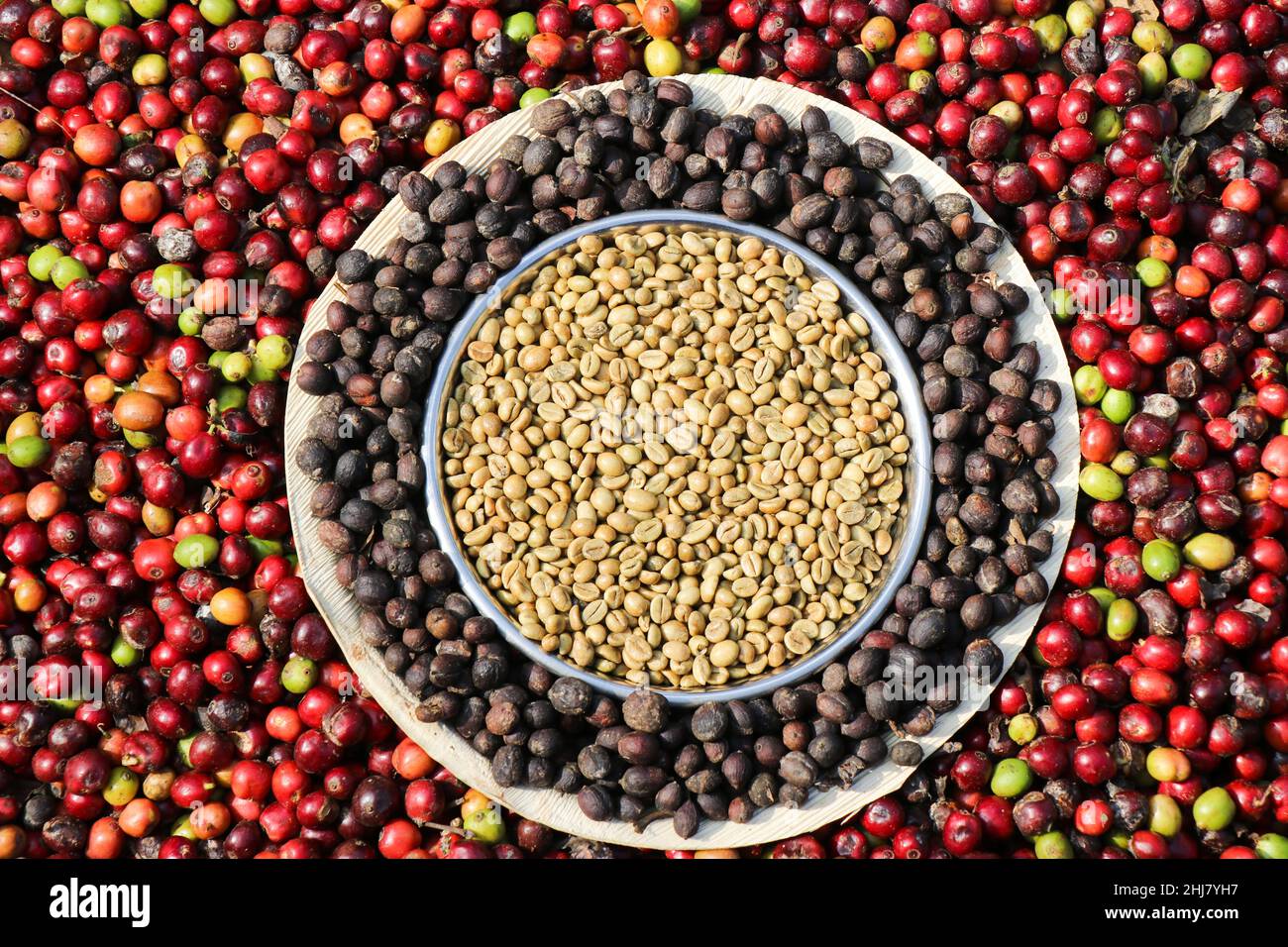 Cerchio e passo di chicchi di caffè da crudo a maturo, cerchio di bacche di caffè robusta fino alla raccolta Foto Stock