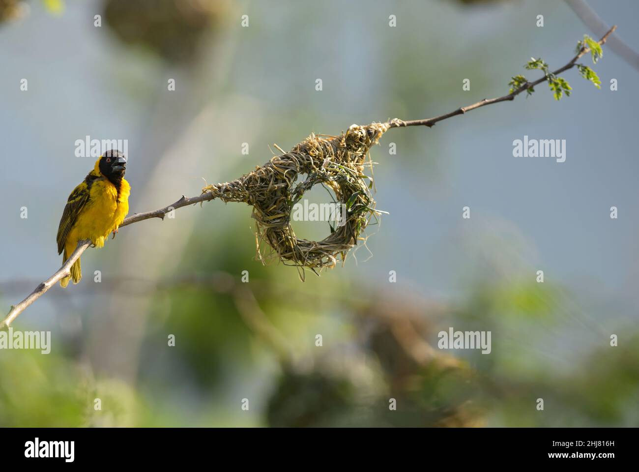 Villaggio Weaver - Ploceus cullatus, bello giallo e nero uccello perching da boschi africani e giardini, Tsavo Est, Kenya. Foto Stock