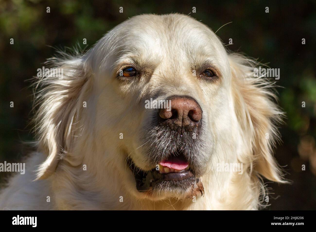 Faccia di un cane della razza Golden Retriever in primo piano con uno sfondo scuro. Il cane è di colore crema chiaro Foto Stock
