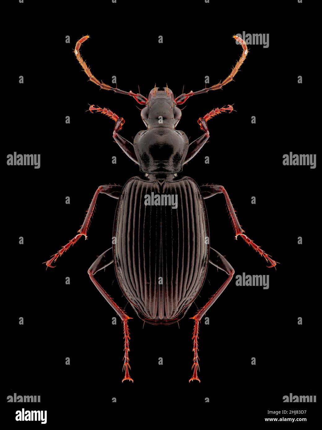Campione di entomologia con coleotteri neri con stendimento, gambe e antenne isolate su sfondo nero puro. Illuminazione studio. Fotografia macro. Foto Stock
