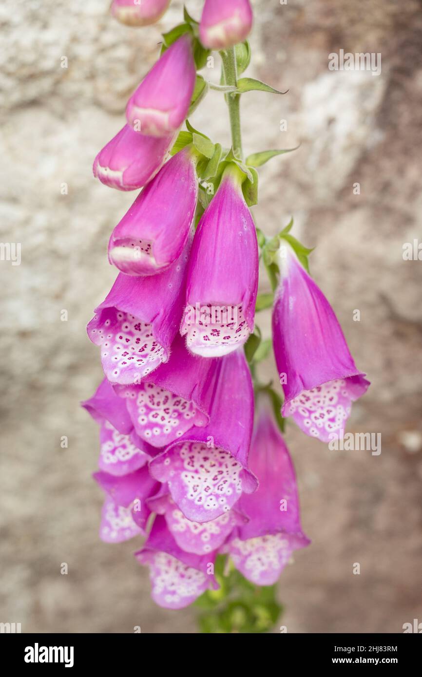 Rosa foxglove primo piano macro con vibes tripofobia Foto Stock