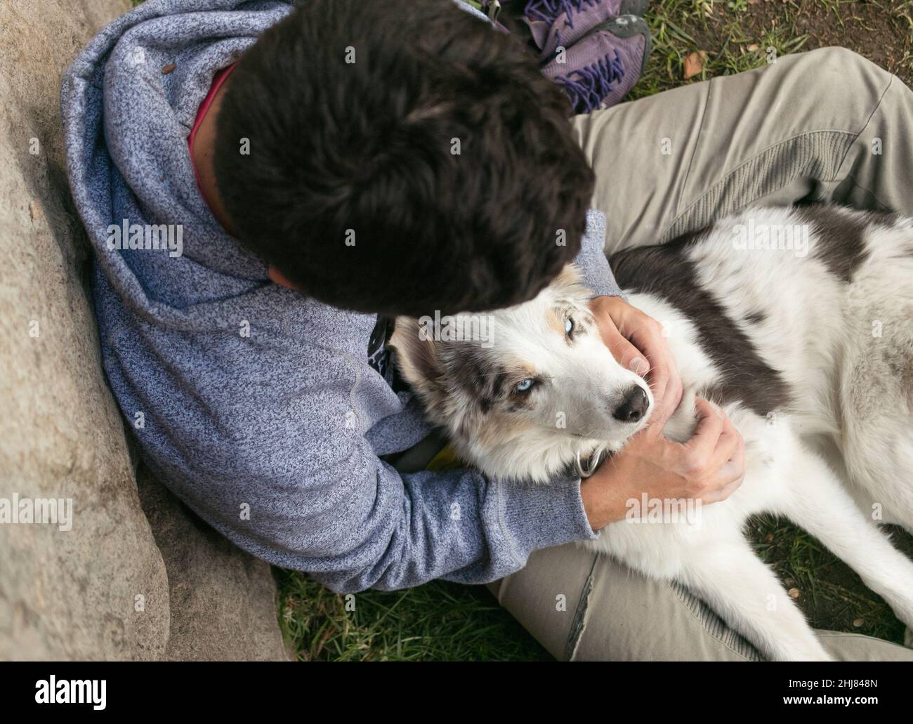 L'uomo ispanico e le collie di bordo marroni si amano all'aperto Foto Stock