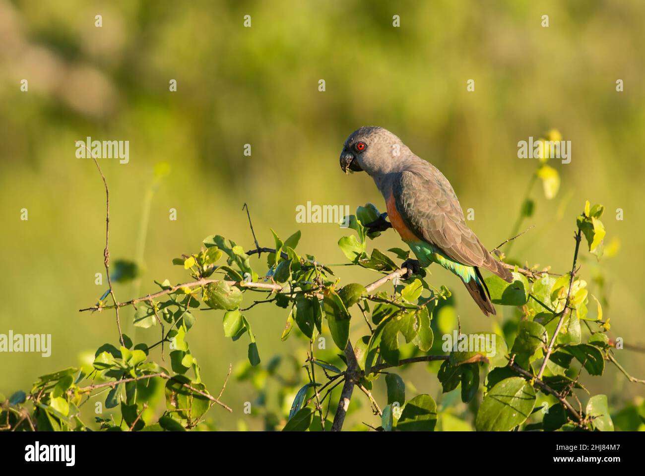 Pappagallo rosso - Poicephalus rufiventris, pappagallo colorato di cespugli africani e savannah, colline Taita, Kenya. Foto Stock