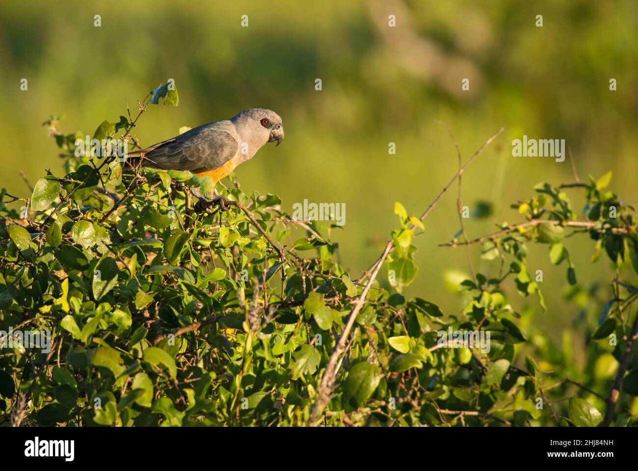 Pappagallo rosso - Poicephalus rufiventris, pappagallo colorato di cespugli africani e savannah, colline Taita, Kenya. Foto Stock