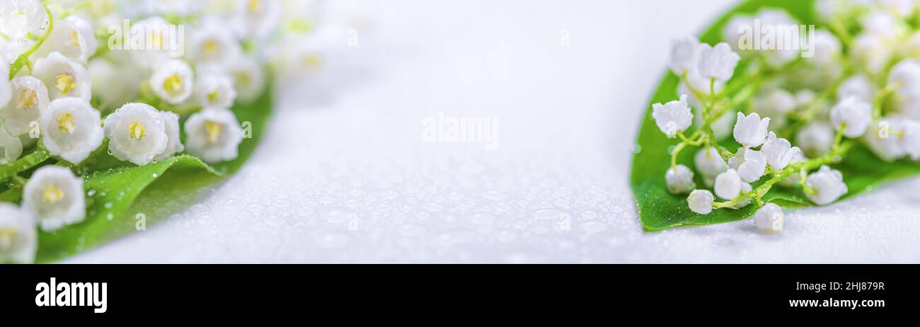Giglio della valle, fiori bianchi primaverili in fiore, isolato su sfondo bianco, fuoco selettivo, banner con spazio libero per la copia del testo Foto Stock