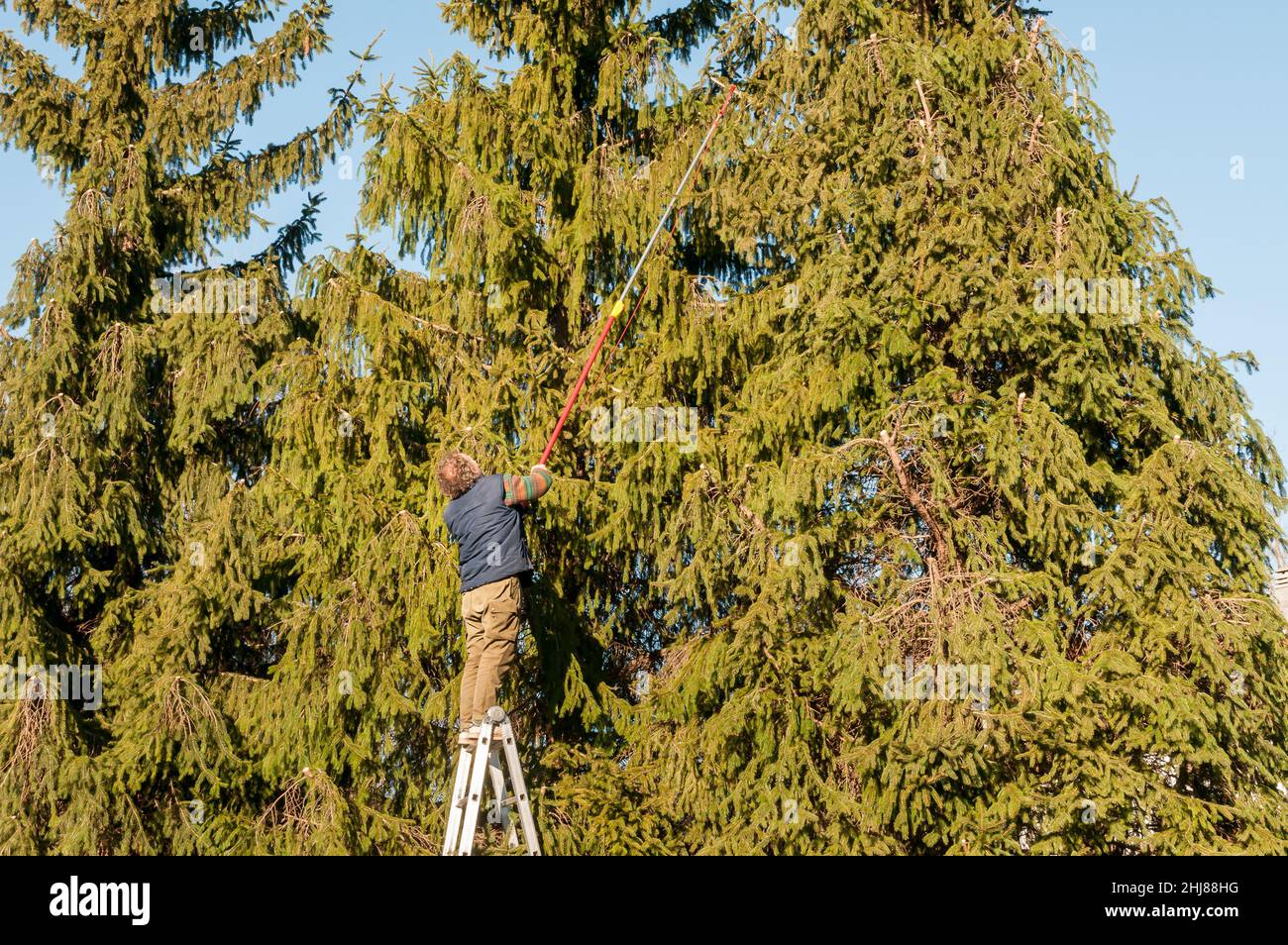 Giardiniere taglio dei rami di un pino alto con taglio in giardino. Foto Stock