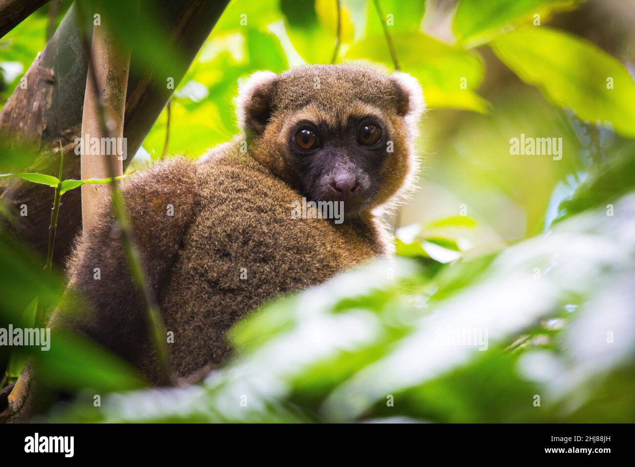 Limone di bambù o limone d'oro (Hapalemur aureus, Ranomafana N.P. Madagascar. Foto Stock