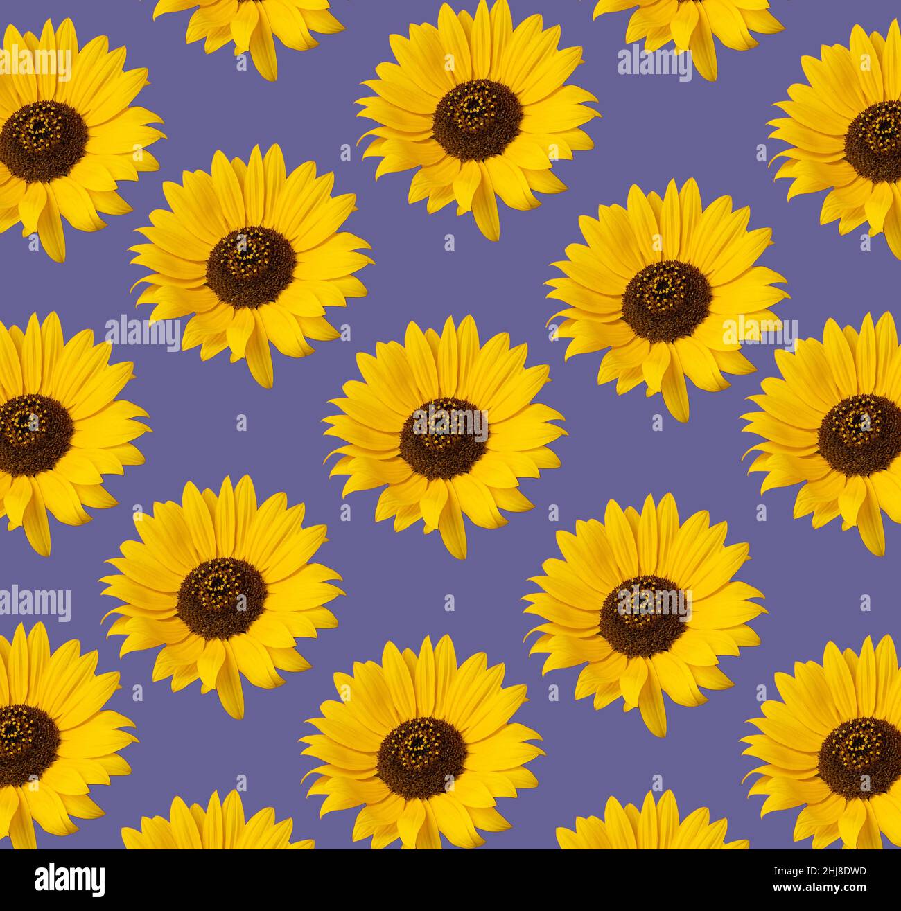 Un bel motivo di girasoli gialli su uno sfondo viola. Idea creativa. Foto Stock