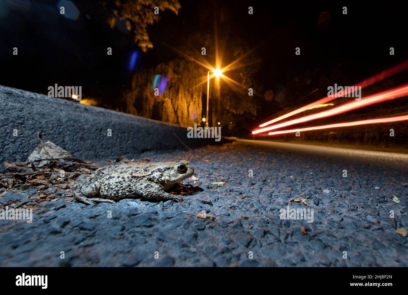 Comune Toad Bufo bufo attraversare una strada trafficata di notte nel West Yorkshire Foto Stock
