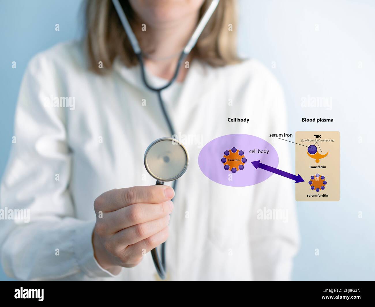 Dottore, Ferritin è la principale proteina di stoccaggio del ferro negli esseri umani. La ferritina sierica è correlata alla quantità di ferro presente nell'organismo. Modello cartoon. Trasfe Foto Stock