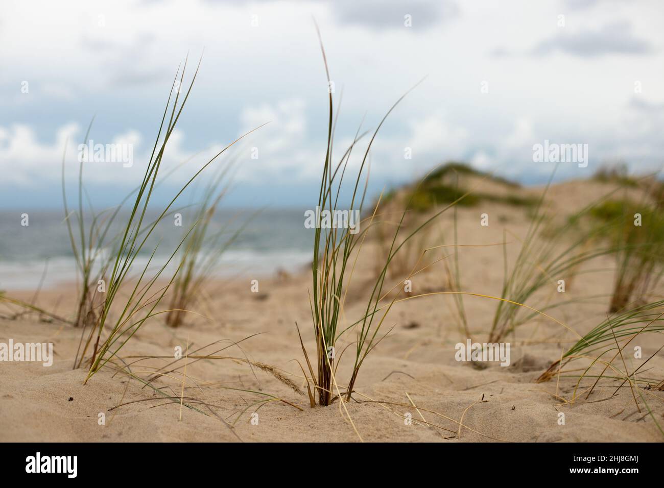 Primo piano di erba nelle dune di Soulac sur Mer, Francia con la spiaggia dell'Oceano Atlantico sullo sfondo Foto Stock