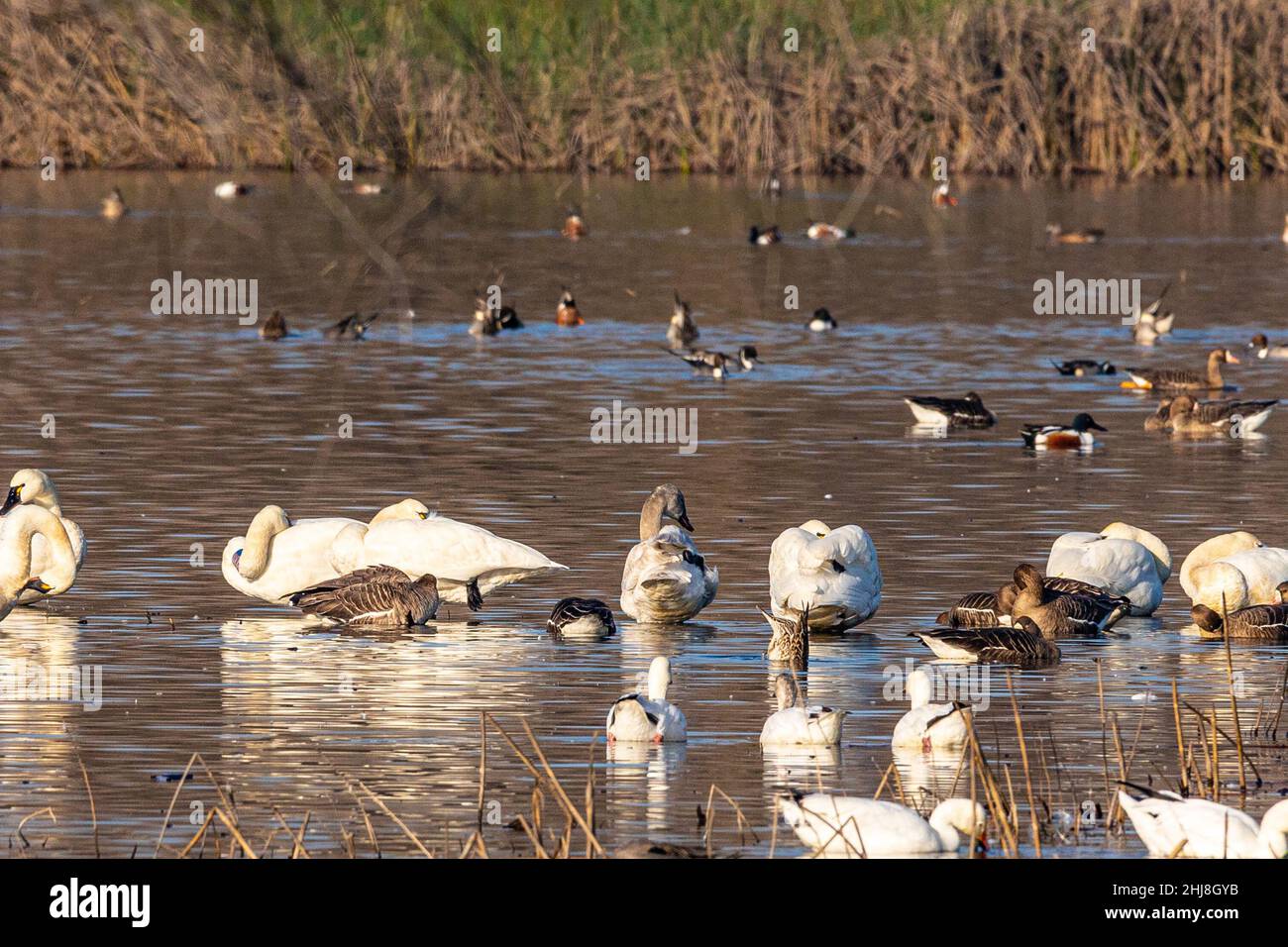 Un giovane tundra Swan in colorazione grigia tra oche, anatre e tundra Swan adulti al San Luis National Wildlife Refuge California Foto Stock