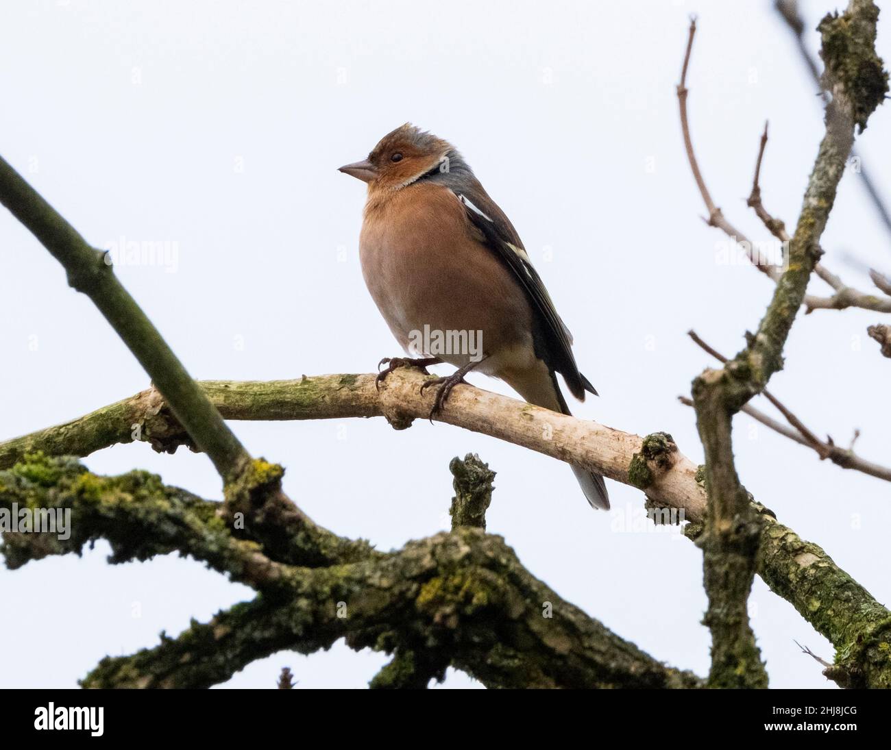 Chaffinch maschio (Fringilla coelebs) arroccato in un albero, Lothian occidentale, Scozia. Foto Stock