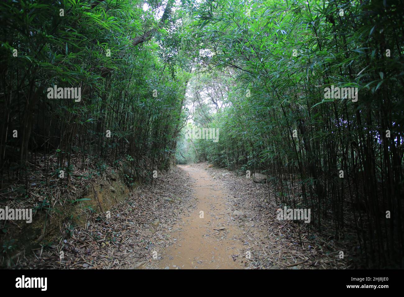 percorso nella foresta di bambù, sai kung, hong kong Foto Stock