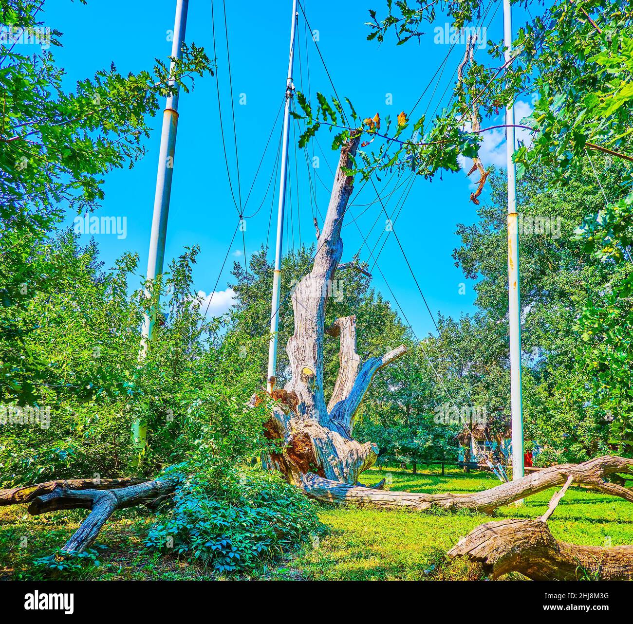 Il più antico albero di rospo con supporti in un parco della città di Zaporizhzhia, Ucraina Foto Stock