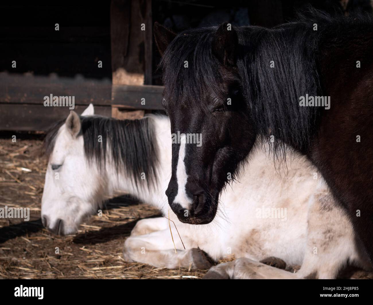 Pony nero e cavallo andaluso bianco che dormono al sole del mattino. Foto Stock