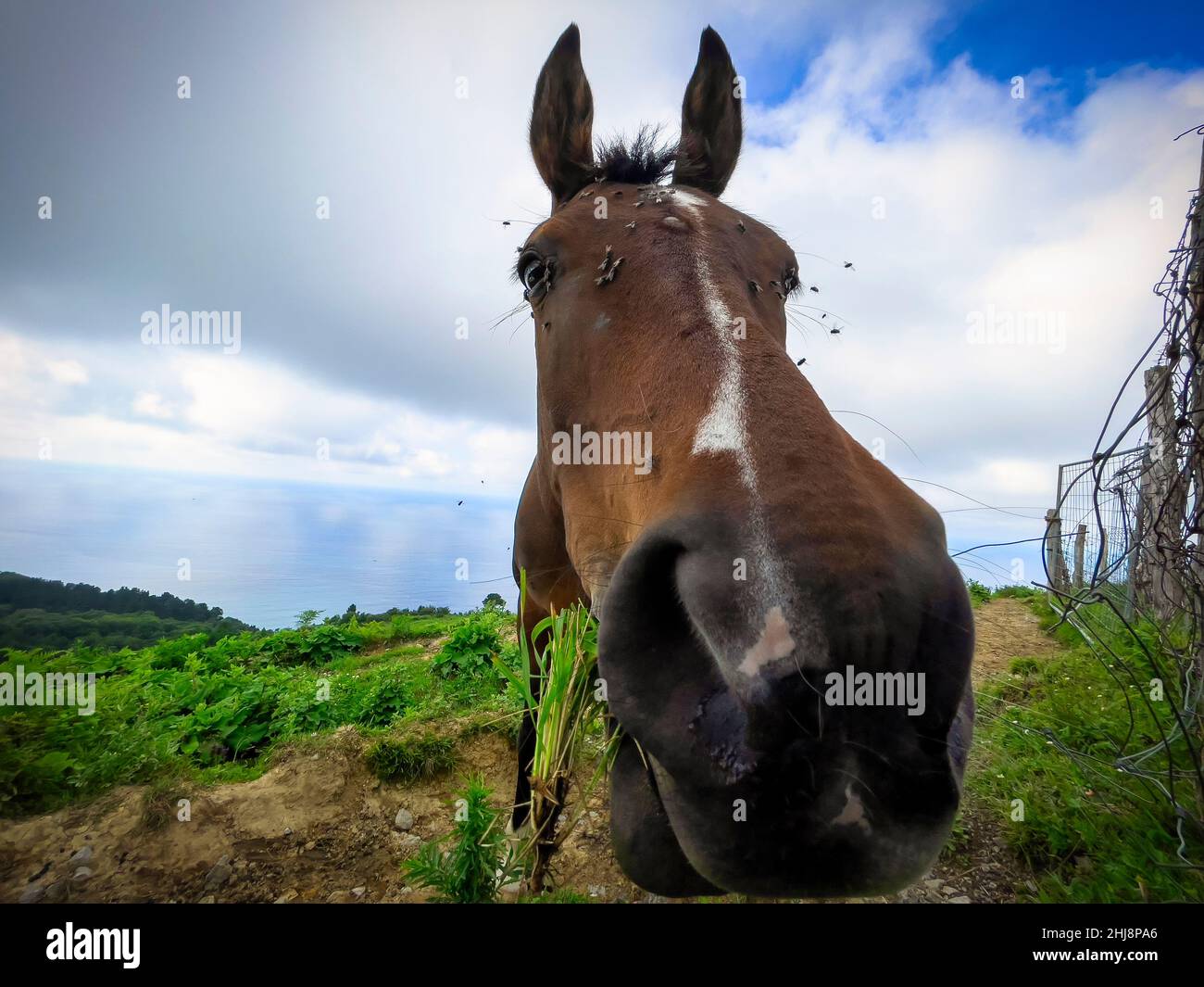 Il cavallo si avvicina curiosamente alla camera, sta mangiando erba, e ha mosche sul suo volto. Foto Stock