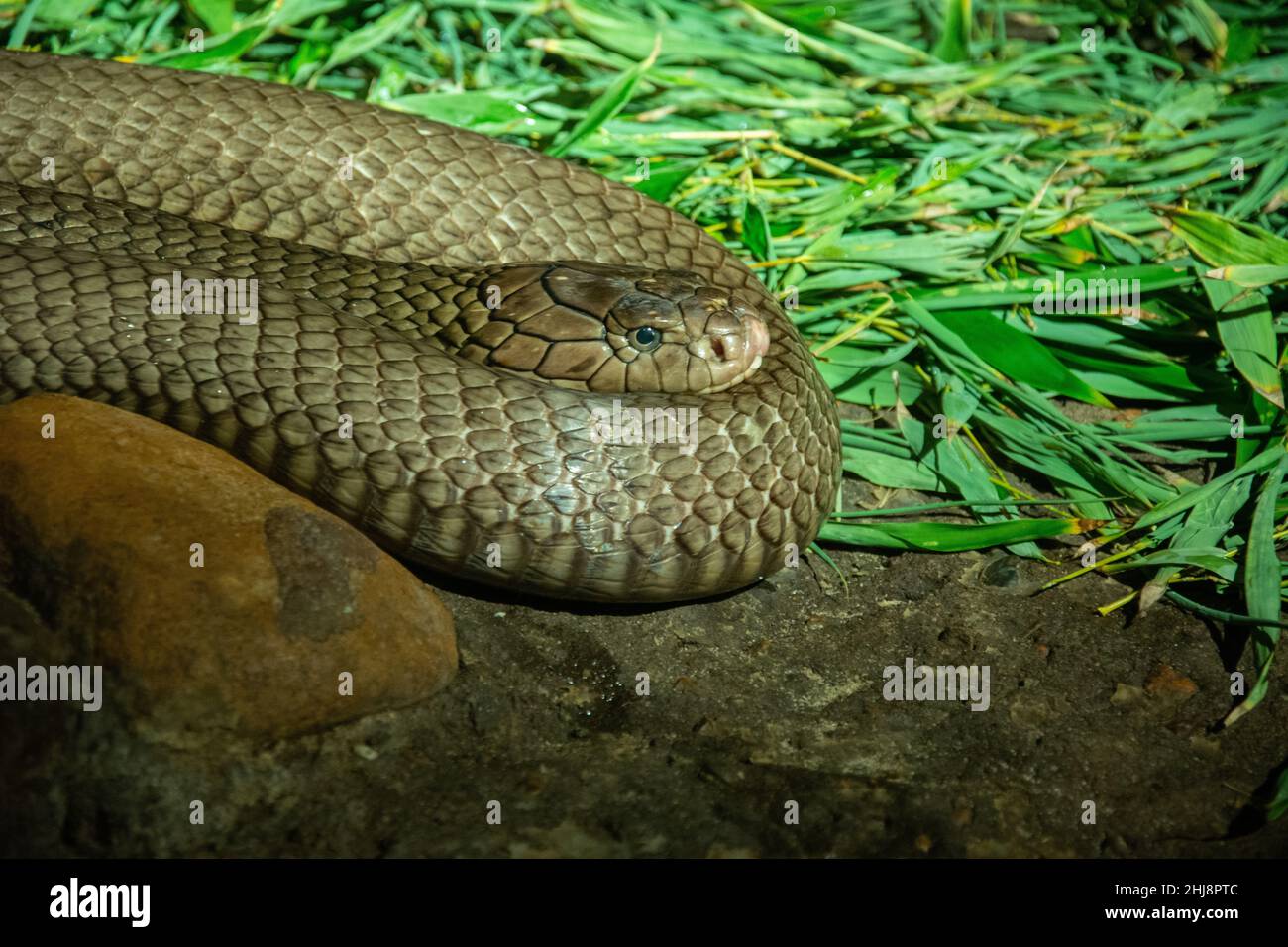 Il cobra del re (Ophiophagus hannah) con gli occhi aperti Foto Stock