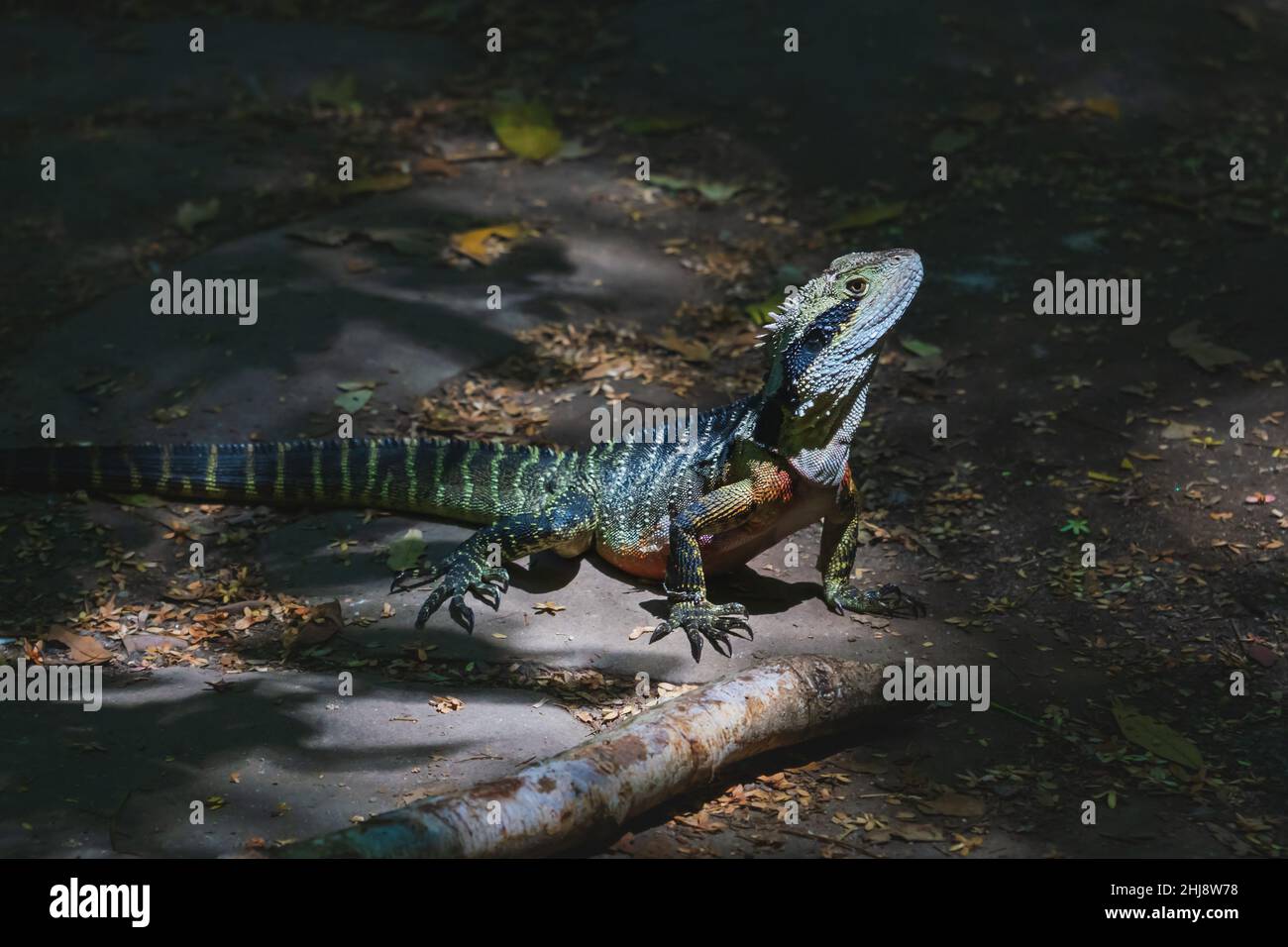 Fiero di posa del drago d'acqua australiano, Intellagama lesueurii, su un percorso escursionistico nelle Blue Mountains a Katoomba, nuovo Galles del Sud, Australia Foto Stock