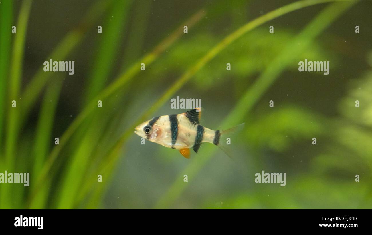 Tiger barb in un acquario Foto Stock