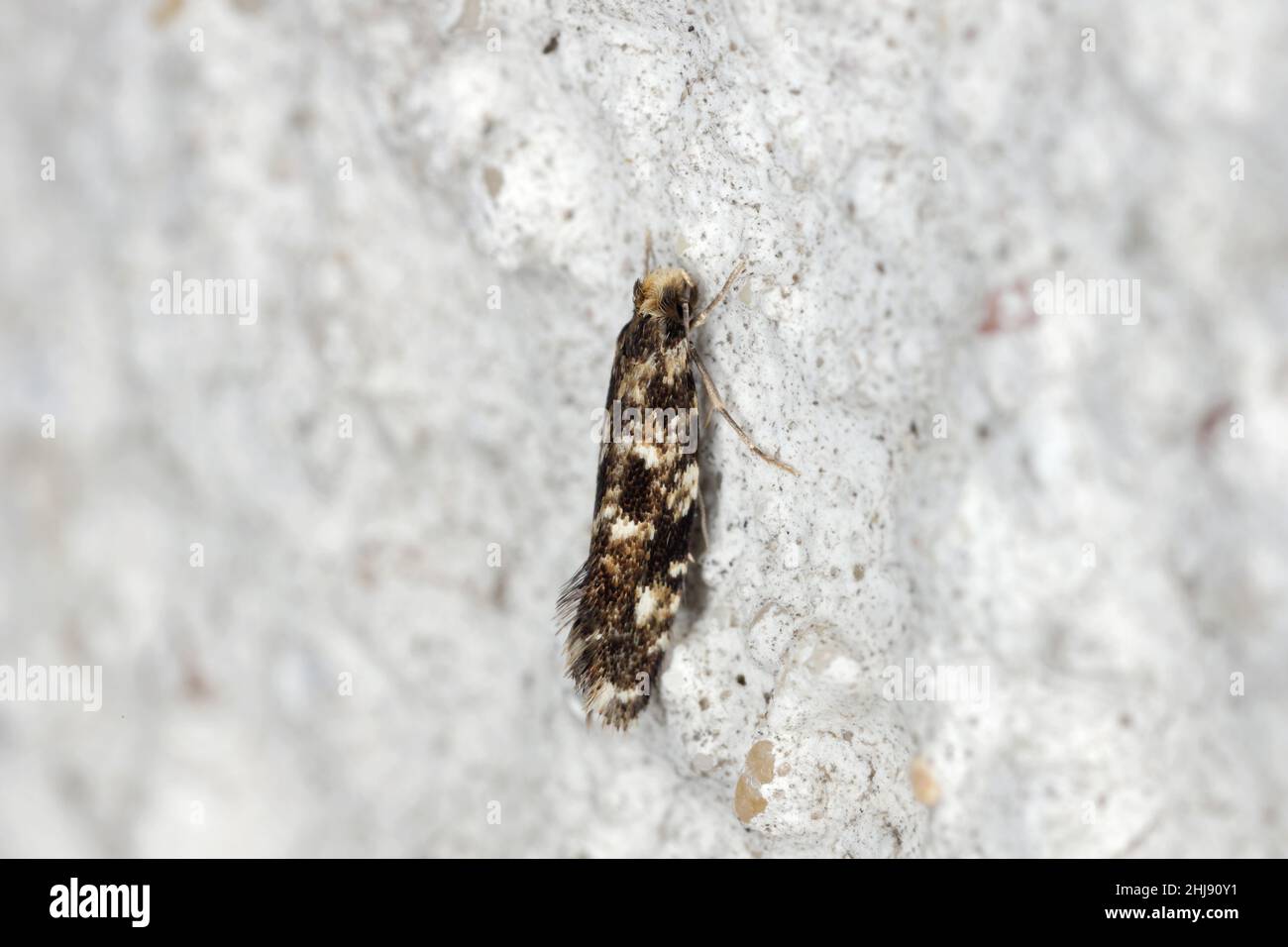 Cork Moth - Nemapogon cloacella è una specie di tineoide. Appartiene alla famiglia dei funghi (Tineidae), parassiti comuni dei prodotti immagazzinati. Foto Stock