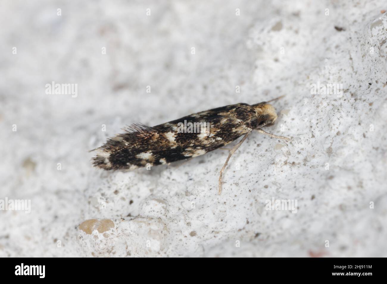 Cork Moth - Nemapogon cloacella è una specie di tineoide. Appartiene alla famiglia dei funghi (Tineidae), parassiti comuni dei prodotti immagazzinati. Foto Stock