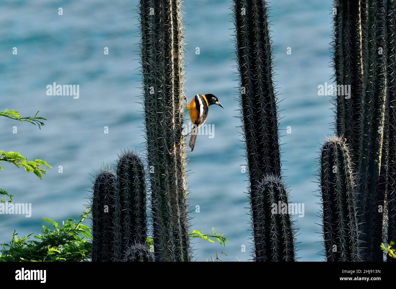 Orange-Trupial, Weißflügeltrupial, troupial venezuelano, Icterus icterus ridgwayi, Curacao Foto Stock