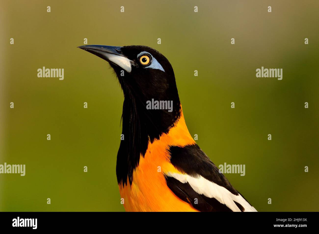Orange-Trupial, Weißflügeltrupial, troupial venezuelano, Icterus icterus ridgwayi, Curacao Foto Stock