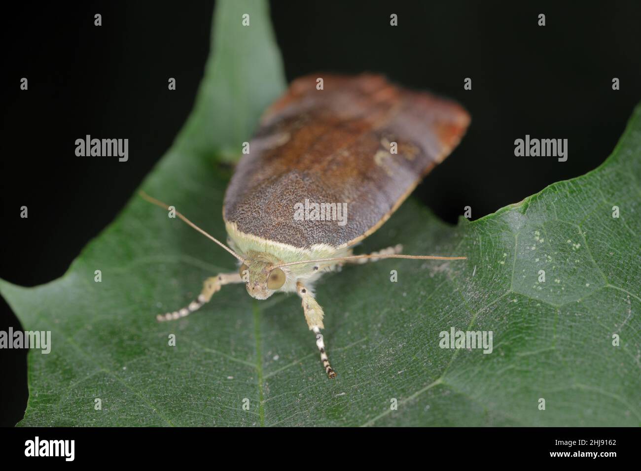 Primo piano su una piccola falena gialla a bordo largo - Noctua jantina. Famiglia di falce di Owlet - Noctuidae, parassiti pericolosi di varie piante. Foto Stock