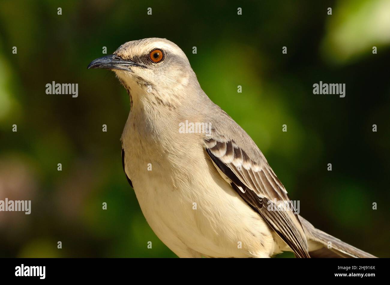 Tropen-Spottdrossel, mockingbird tropicale, Mimus gilvus rostratus, Curacao Foto Stock