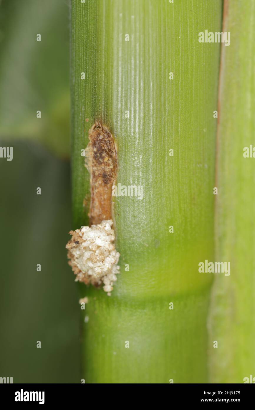 Stelo di mais danneggiato da caterpillar della trivella o trivella europea o del volantino alto (Ostrinia nubilalis). È una falena della famiglia Crambidae. Foto Stock