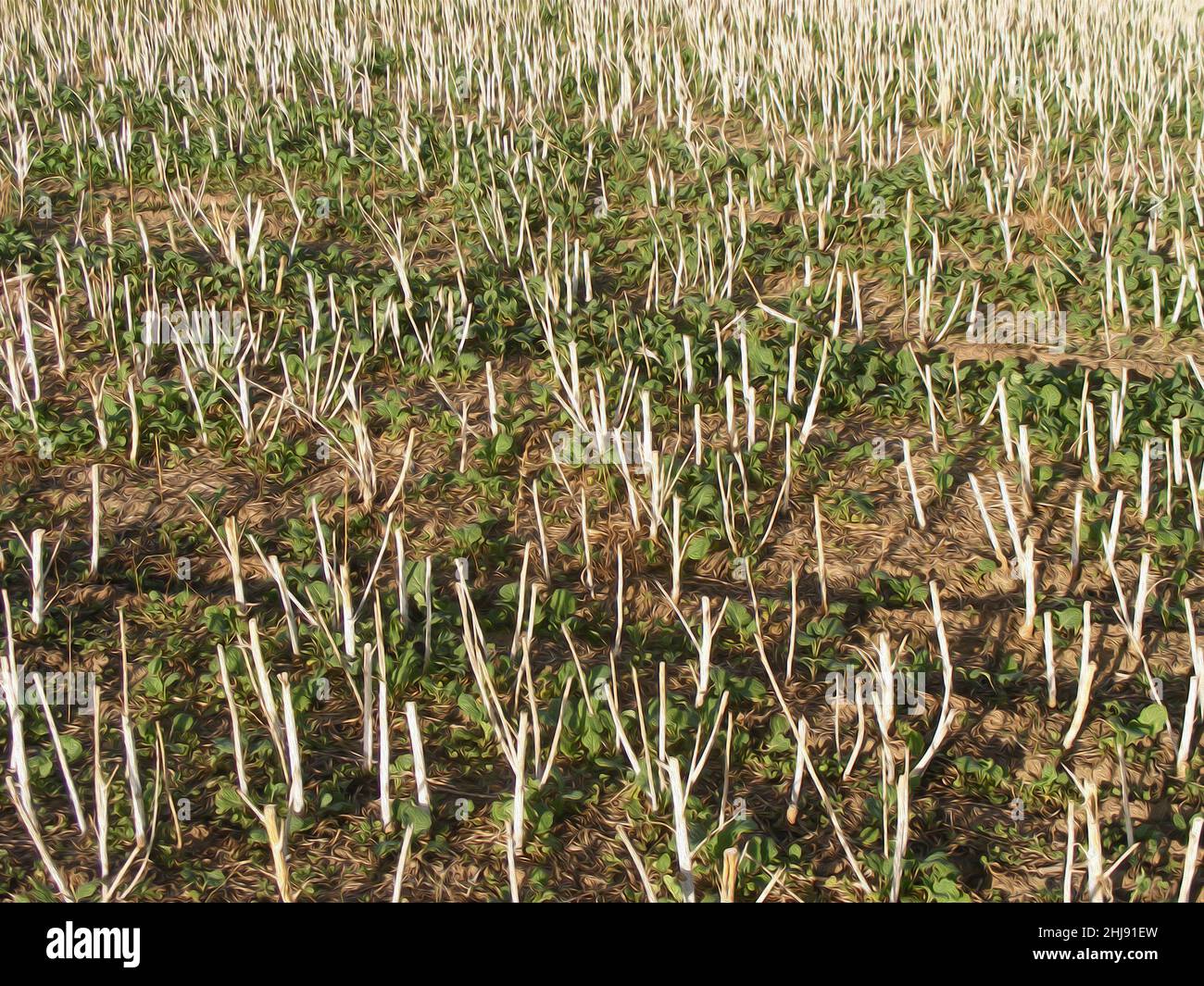 Lo sfondo con elementi di natura ritmica nella tecnica della pittura ad olio. Paesaggio di campagna. Immagine digitale come illustrazione Foto Stock