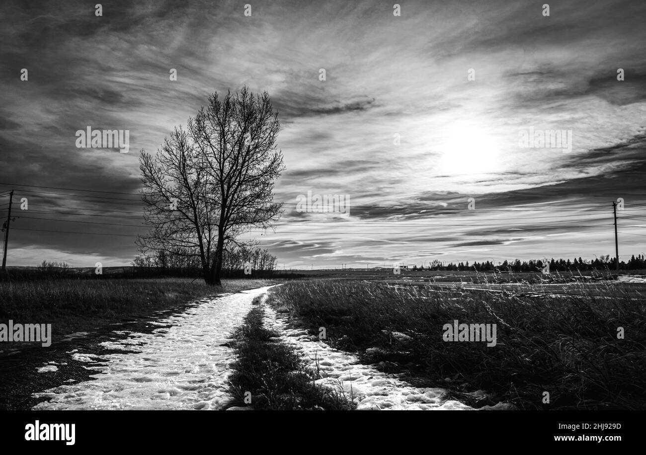 Bianco e nero, via al sole, fotografia sparato nel parco provinciale del torrente dei pesci, Calgary, Alberta, Canadá. Stagione invernale Foto Stock