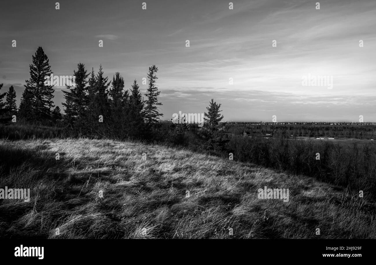 Bianco e nero, punto di vista, fotografia sparato nel parco provinciale del torrente ittico, Calgary, Alberta, Canadá. Stagione invernale Foto Stock