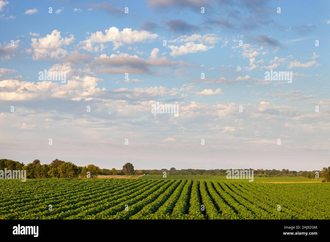 Campo di soia sotto un bel paesaggio nuvolato in una serata estiva in Minnesota Foto Stock
