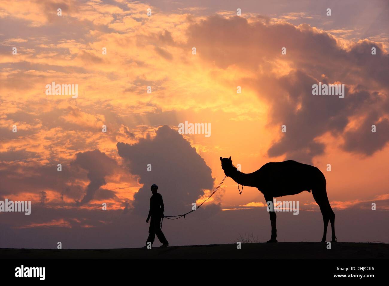Stagliano persona con un cammello al tramonto, il deserto di Thar vicino a Jaisalmer, Rajasthan, India Foto Stock