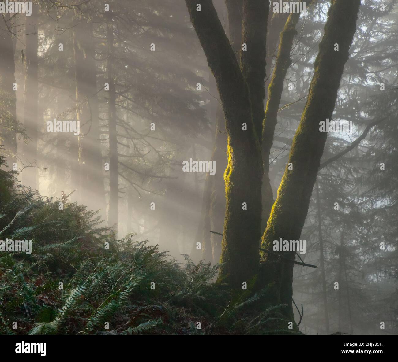 Raggi di luce in una Pacific Northwest Forest, Oregon Foto Stock