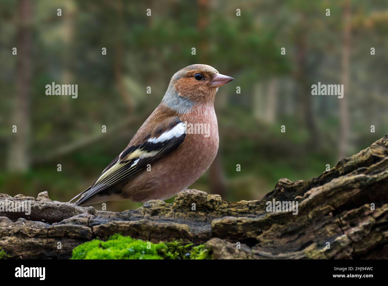 Comune chaffinch (Fringilla coelebs) maschio foraggio su ceppo di albero in pineta di conifere in inverno Foto Stock