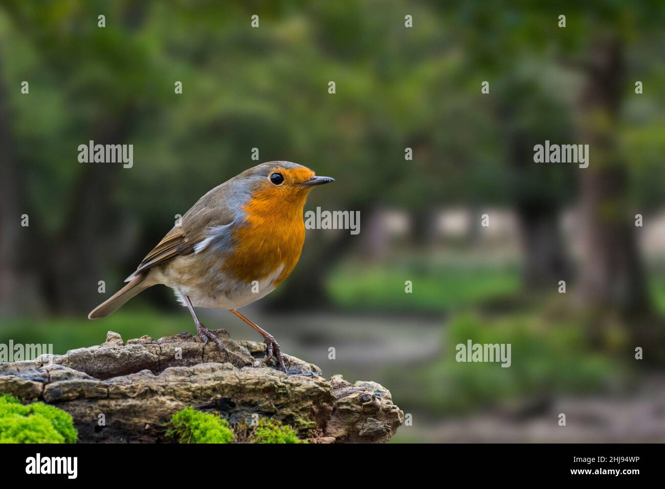 Robina europea (Erithacus rubecula) arroccata su un ceppo di albero alla ricerca di insetti e altri invertebrati in legno marcio nella foresta Foto Stock