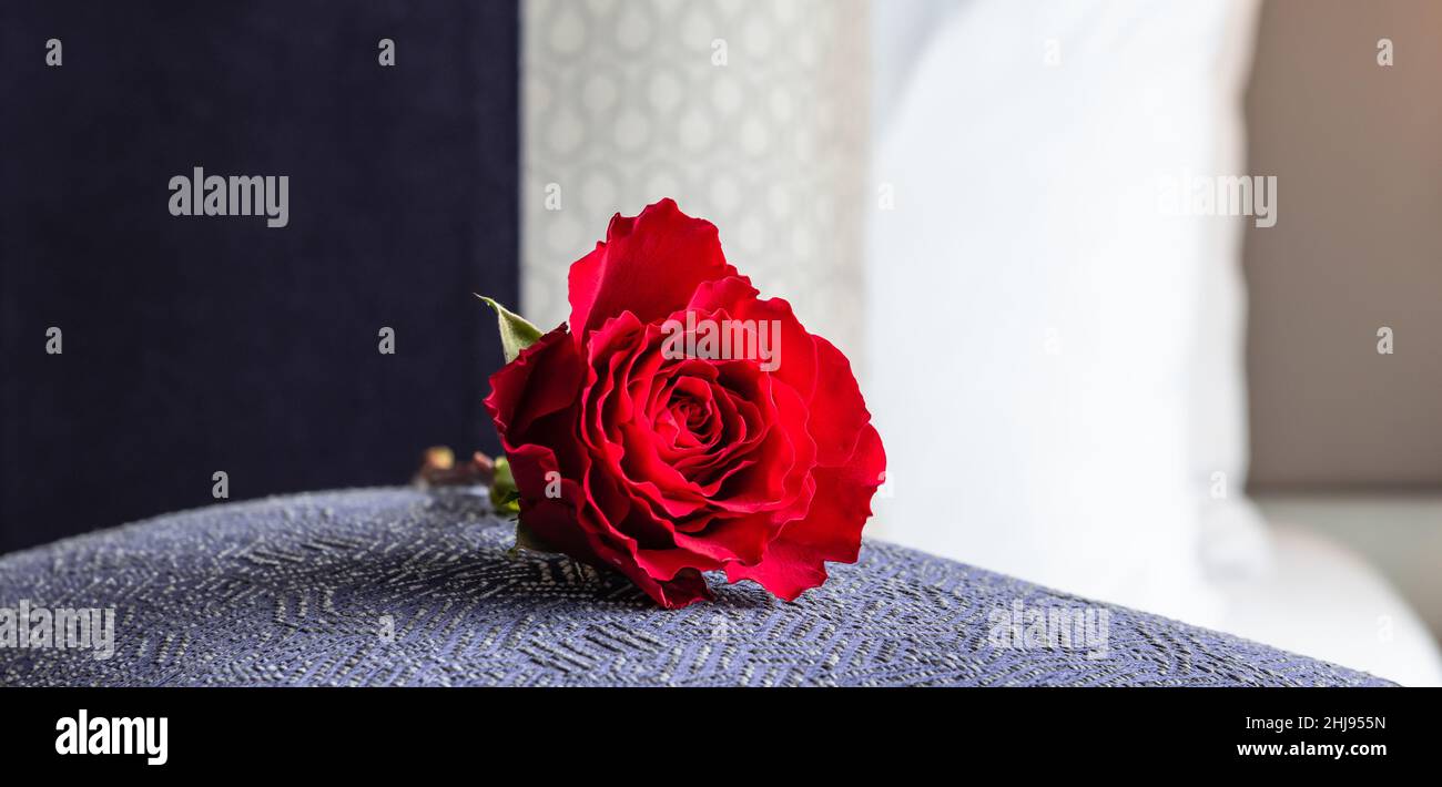Rosa rossa adagiata sul cuscino. Foto Stock