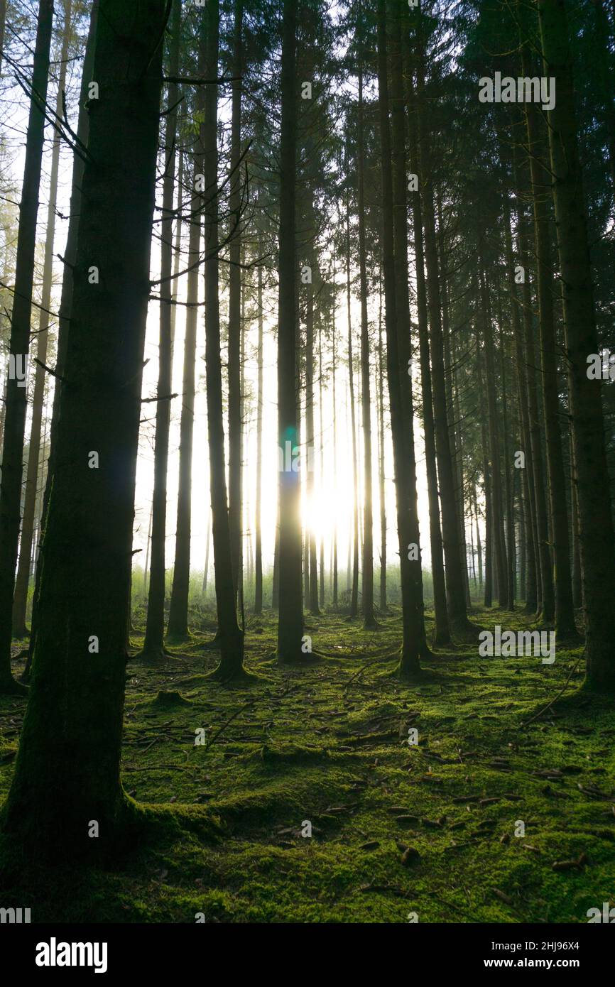 Meraviglioso umore del mattino in una foresta tranquilla con i primi raggi di sole che brillavano attraverso gli alberi Foto Stock