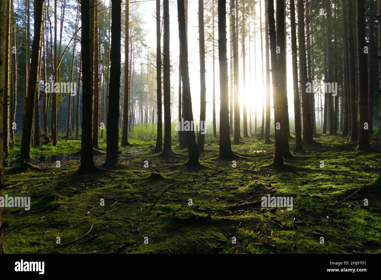 Meraviglioso umore del mattino in una foresta tranquilla con i primi raggi di sole che brillavano attraverso gli alberi Foto Stock