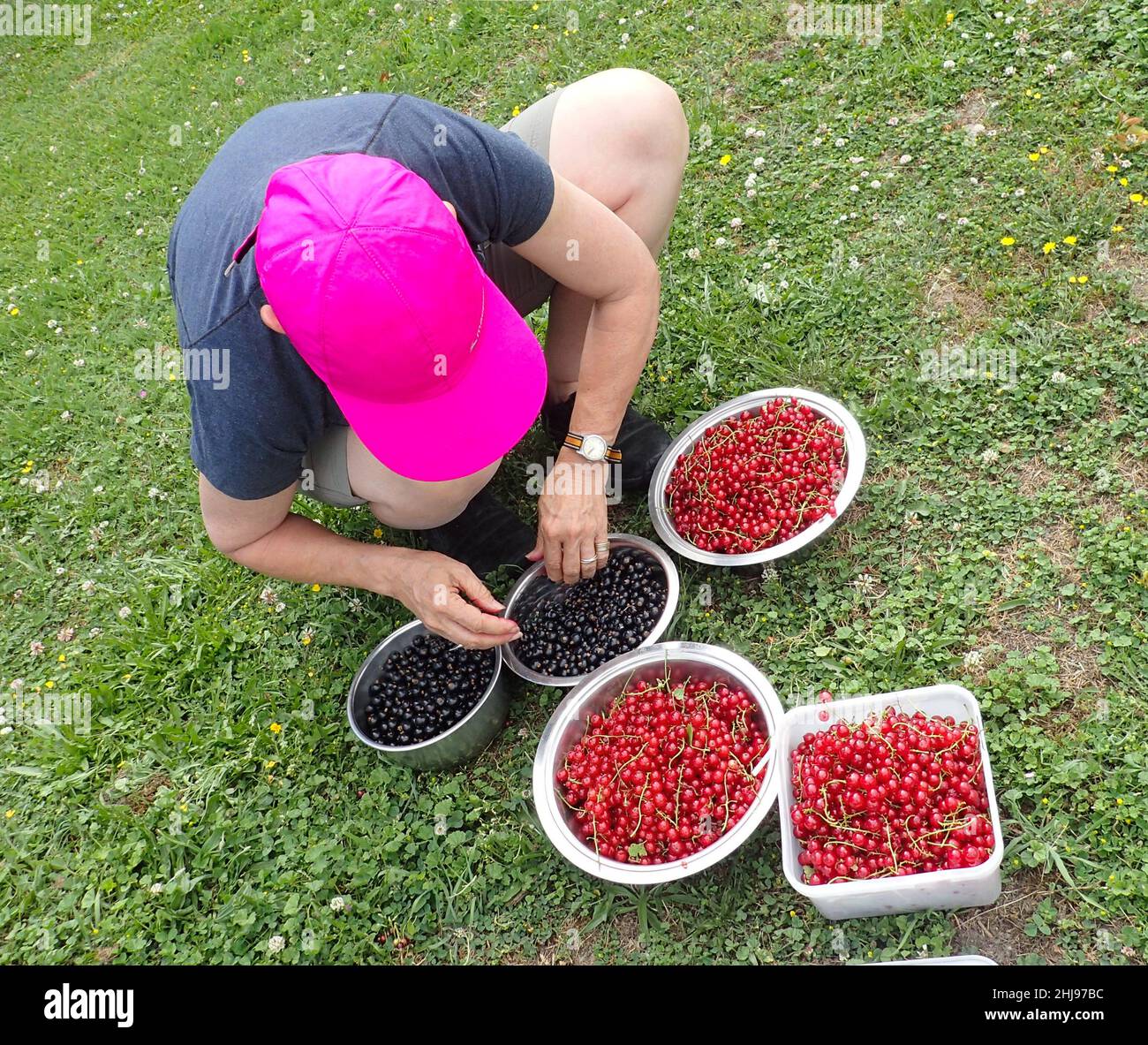Una donna con cappuccio rosa accovacciata sull'erba per togliere gli steli dalle bacche raccolte in estate: Ribes rosso (Ribes rubrum) e ribes nero (Ribes nigrum) Foto Stock