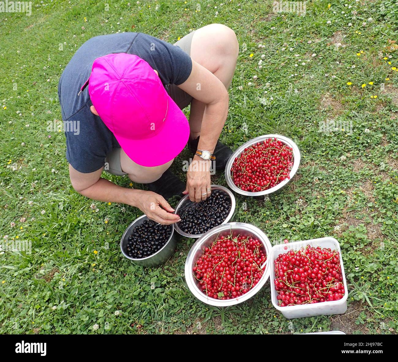 Una donna si accoccola sull'erba per togliere gli steli dalle bacche selezionate in estate: Ribes rosso (Ribes rubrum) e ribes nero (Ribes nigrum) Foto Stock