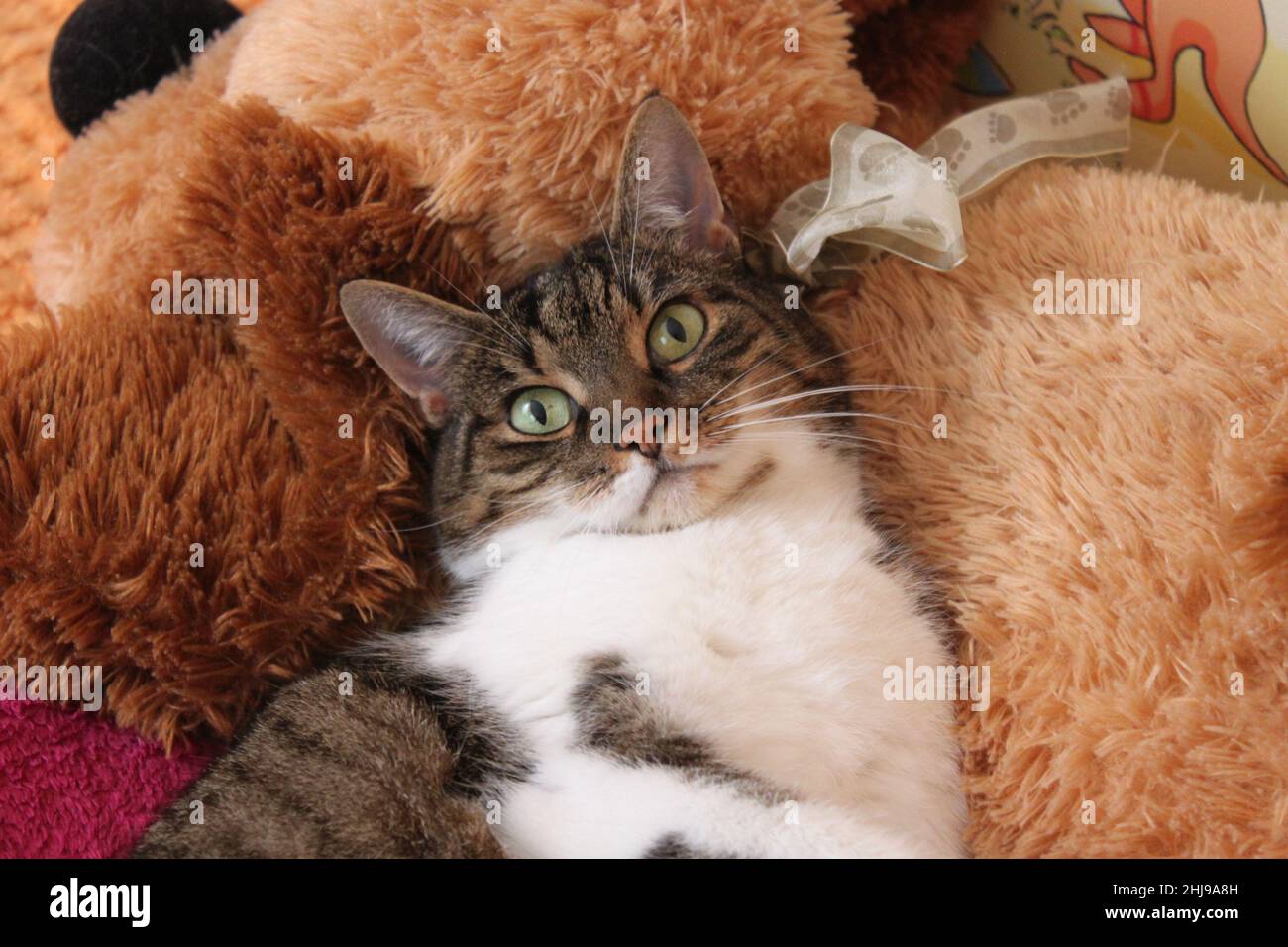 Un gatto carino tra i giocattoli peluche. Ai gatti piacciono le cose morbide, quindi gli piace molto questo posto dove dormire. Foto Stock